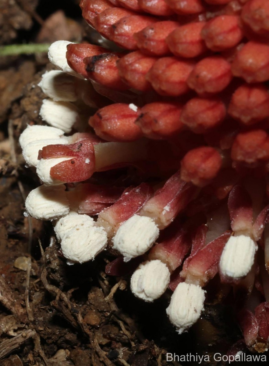 Balanophora fungosa J.R.Forst. & G.Forst.